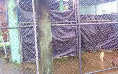 SE REALIZARÁ MANTENIMIENTO AL POZO PROFUNDO DE LA SALVADOR ALLENDE PARA MEJORAR EL SERVICIO DE AGUA EN ESTE SECTOR Y SECTORES ALEDAÑOS.